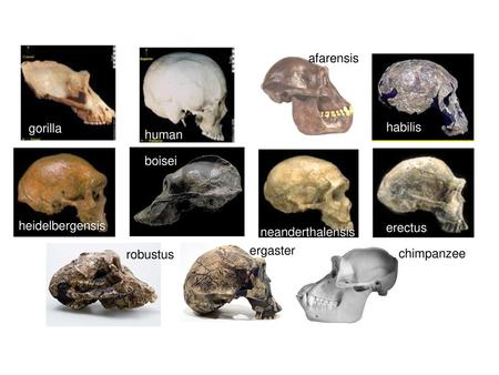 afarensis gorilla habilis human boisei heidelbergensis erectus