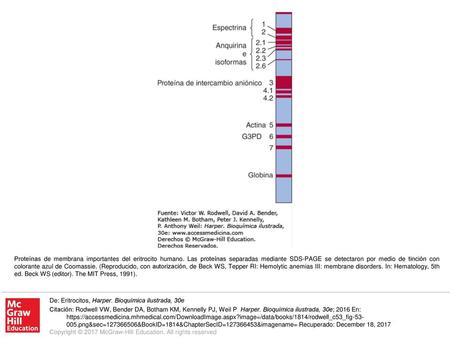 Proteínas de membrana importantes del eritrocito humano