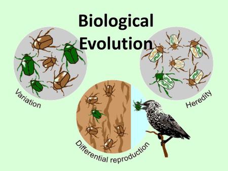 Biological Evolution.