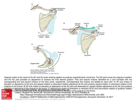 Scapula motion is the result of the SC and AC joints working together to produce scapulothoracic movement. The SC joint moves the scapula in position and.