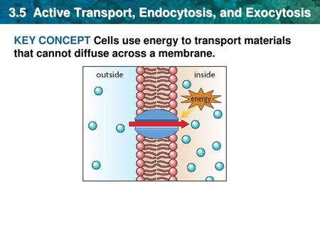 3.5 Active Transport, Endocytosis, and Exocytosis