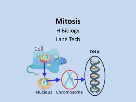 Mitosis H Biology Lane Tech.