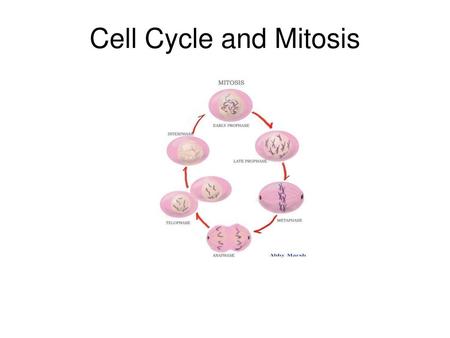 Cell Cycle and Mitosis.