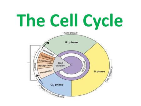 The Cell Cycle.