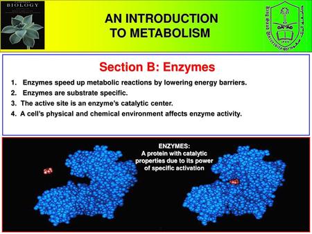 AN INTRODUCTION TO METABOLISM