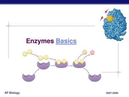 Enzymes Basics 2007-2008.