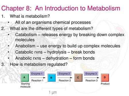 Chapter 8: An Introduction to Metabolism