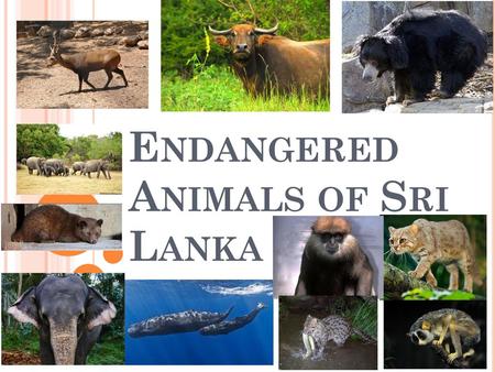 Endangered Animals of Sri Lanka