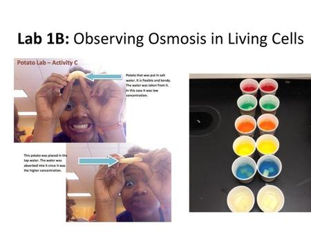 Lab 1B: Observing Osmosis in Living Cells