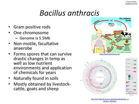 Bacillus anthracis Gram positive rods One chromosome