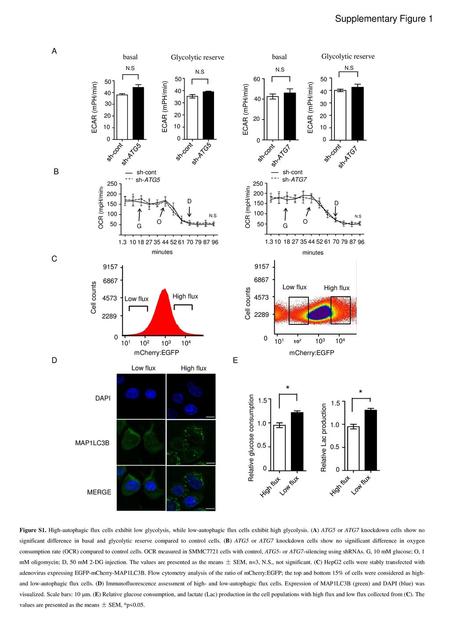 * Supplementary Figure 1 A N.S B C D E basal Glycolytic reserve