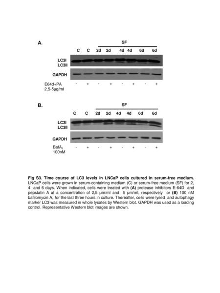 A. B. E64d+PA 2,5-5µg/ml C 2d 4d 6d SF + - LC3I LC3II GAPDH C 2d 4d 6d