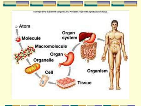 All living things are made up of MATTER. MATTER: *has mass *takes up space *made up of Atoms *has three states: solid, liquid & gas *can be made.