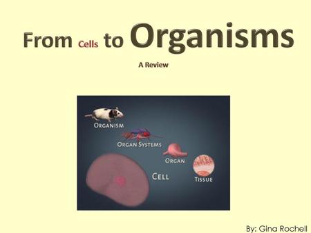 From Cells to Organisms