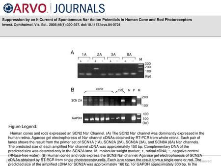 Suppression by an h Current of Spontaneous Na+ Action Potentials in Human Cone and Rod Photoreceptors Invest. Ophthalmol. Vis. Sci.. 2005;46(1):390-397.