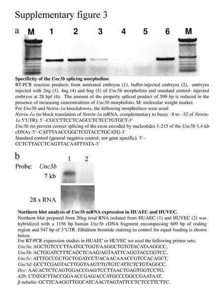 Supplementary figure 3 a b M 1 2 Probe: Unc5b 7 kb