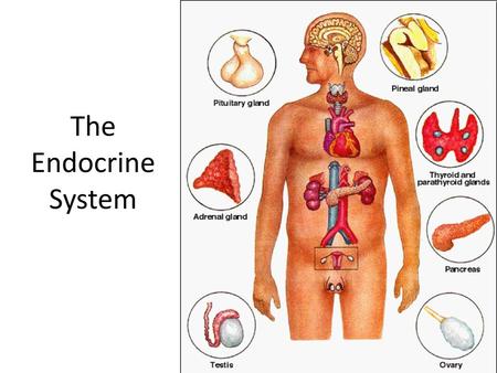 The Endocrine System.