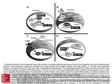 The protein products of tumor-suppressor genes often function in conserved signaling pathways with other tumor-suppressor gene and oncogene protein products.