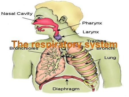 The respiratory system