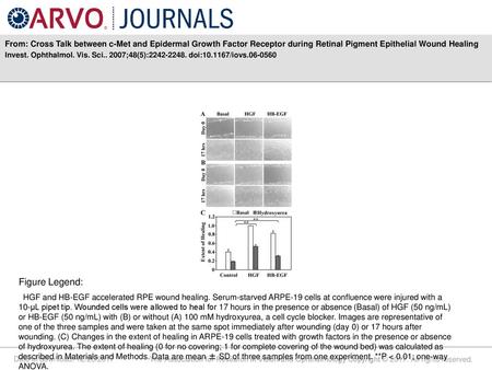 From: Cross Talk between c-Met and Epidermal Growth Factor Receptor during Retinal Pigment Epithelial Wound Healing Invest. Ophthalmol. Vis. Sci.. 2007;48(5):2242-2248.