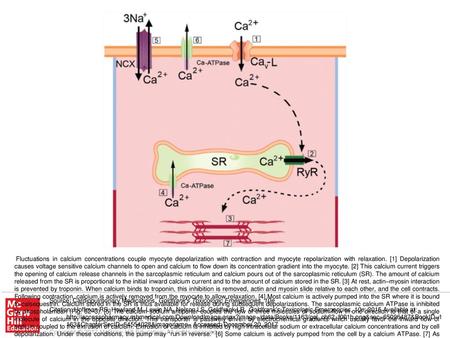 Fluctuations in calcium concentrations couple myocyte depolarization with contraction and myocyte repolarization with relaxation. [1] Depolarization causes.