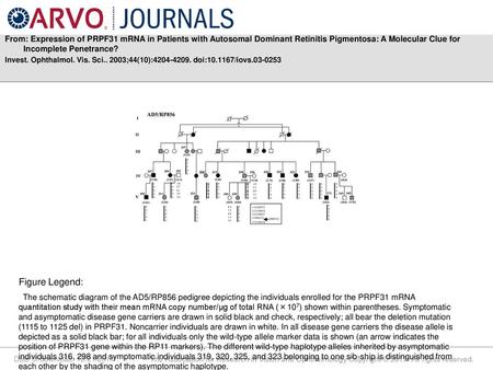 From: Expression of PRPF31 mRNA in Patients with Autosomal Dominant Retinitis Pigmentosa: A Molecular Clue for Incomplete Penetrance? Invest. Ophthalmol.