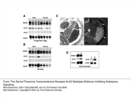 Figure 5. ALK2 Is Expressed in All MIS Target Tissues Levels of ALK2, ALK6, and MISRII mRNAs were measured in embryonic mouse urogenital ridges (A) and.