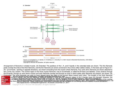 Arrangement of filaments in striated muscle. (A) Extended