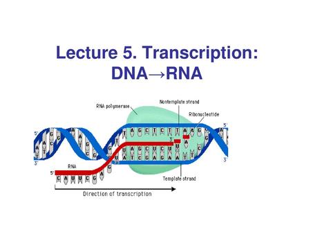 Lecture 5. Transcription: DNA→RNA