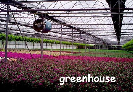 Greenhouse.