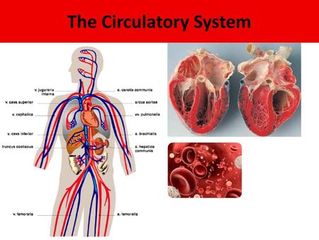 The Circulatory System