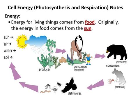 Cell Energy (Photosynthesis and Respiration) Notes