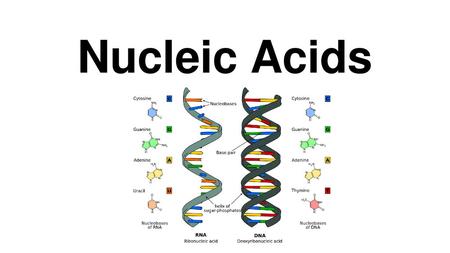 Nucleic Acids.