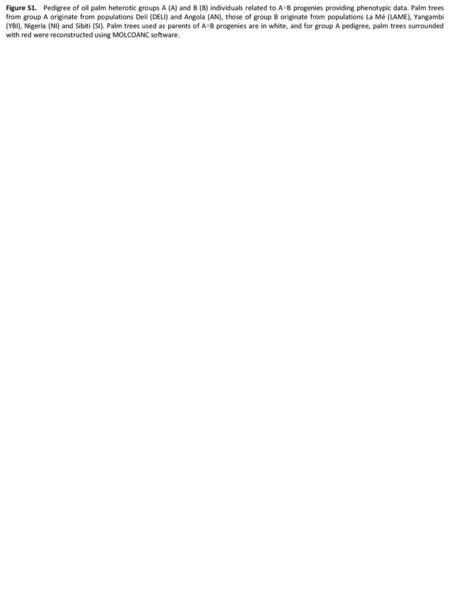 Figure S1. Pedigree of oil palm heterotic groups A (A) and B (B) individuals related to A×B progenies providing phenotypic data. Palm trees from group.