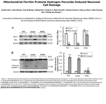 Mitochondrial Ferritin Protects Hydrogen Peroxide-Induced Neuronal Cell Damage Guofen Gao 1 ;Nan Zhang 1 ;Yue-Qi Wang 1 ;Qiong Wu 1 ;Peng Yu 1 ;Zhen-Hua.