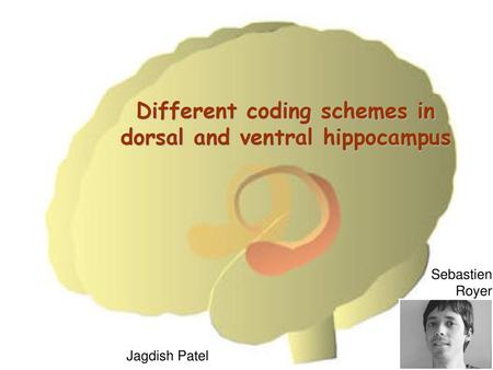 Different coding schemes in dorsal and ventral hippocampus