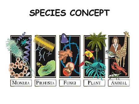 SPECIES CONCEPT.