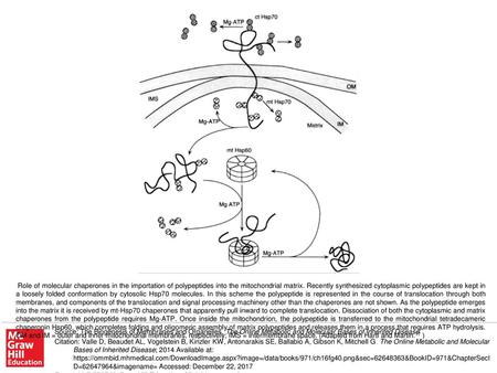 Role of molecular chaperones in the importation of polypeptides into the mitochondrial matrix. Recently synthesized cytoplasmic polypeptides are kept in.