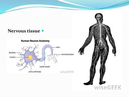 Nervous tissue.