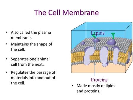 The Cell Membrane Lipids Proteins Also called the plasma membrane.