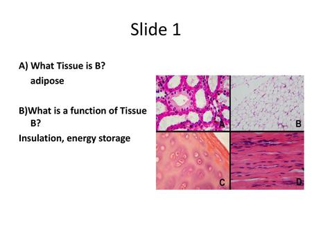 Slide 1 A) What Tissue is B? adipose B)What is a function of Tissue B?