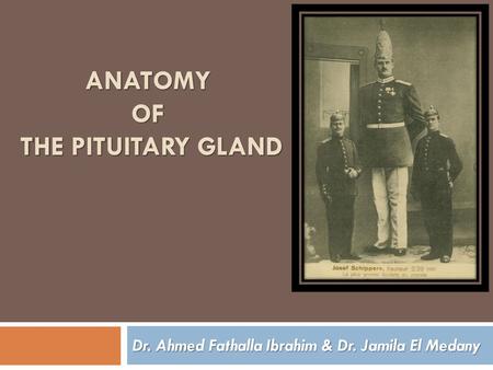 ANATOMY OF THE PITUITARY GLAND