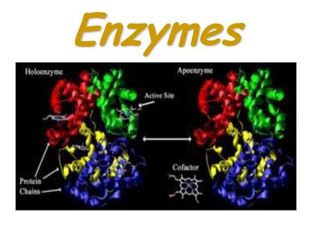 Enzymes.