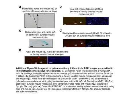 A b Goat anti-mouse IgG-Alexa 594 on sections of freshly isolated mouse metatarsal joint Biotinylated horse anti-mouse IgG on sections of human articular.