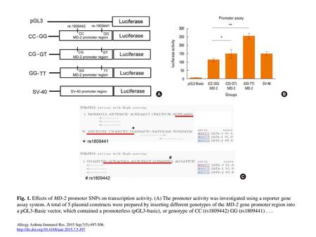 Fig. 1. Effects of MD-2 promoter SNPs on transcription activity