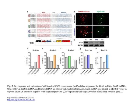 Fig. 2. Development and validation of shRNAs for SOCE components