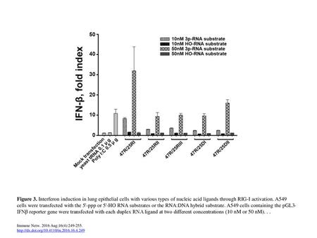 Figure 3. Interferon induction in lung epithelial cells with various types of nucleic acid ligands through RIG-I activation. A549 cells were transfected.