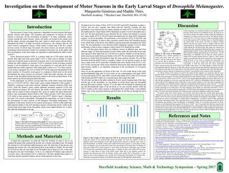 Investigation on the Development of Motor Neurons in the Early Larval Stages of Drosophila Melanogaster. Marguerite Généreux and Maddie Thies. Deerfield.