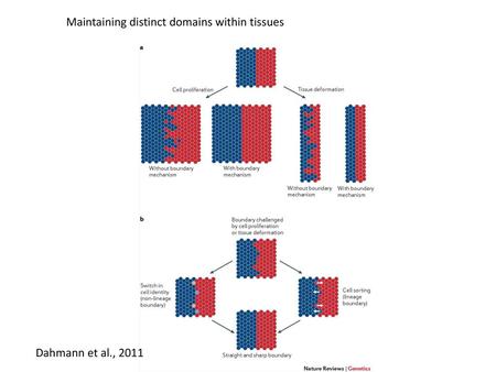 Maintaining distinct domains within tissues