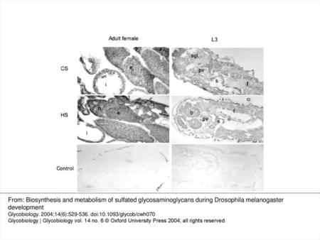 Fig. 6. Histochemistry for chondroitin 4 epitopes and HS in adult female and L3 larvae. Sections from adult female and L3 larvae were treated with anti-C4S.